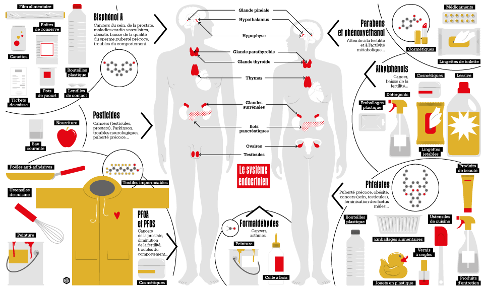 Le Scandale Des Perturbateurs Endocriniens Sur Votre Santé Chemins De Santé 